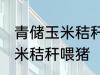 青储玉米秸秆怎样喂猪 如何做青储玉米秸秆喂猪