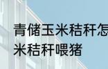 青储玉米秸秆怎样喂猪 如何做青储玉米秸秆喂猪