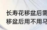 长寿花移盆后需要立刻浇水吗 长寿花移盆后用不用马上浇水