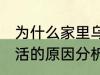 为什么家里乌龟养不活 家里乌龟养不活的原因分析