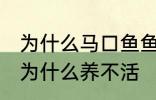 为什么马口鱼鱼缸养不活 马口鱼鱼缸为什么养不活