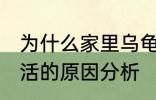 为什么家里乌龟养不活 家里乌龟养不活的原因分析