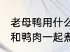 老母鸭用什么煲汤最好 哪些食物可以和鸭肉一起煮汤