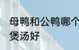 母鸭和公鸭哪个煲汤好 母鸭和公鸭谁煲汤好